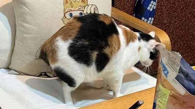 路遇小三花猫,瘦得像耗子,看着好丑,但她还是带回家 路遇小三花猫,瘦得像耗子,看着好丑,但她还是带回家