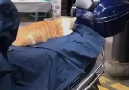 电动车上发现一只橘猫，刚想上去摸，抬头一看却后悔了：打扰了