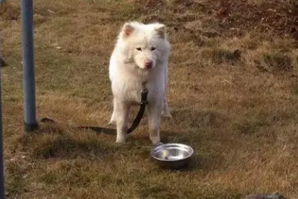 广东熊犬好养吗多少钱