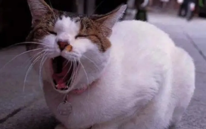 为什么打猫会上瘾
