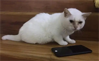 什么猫一直是小的长不大