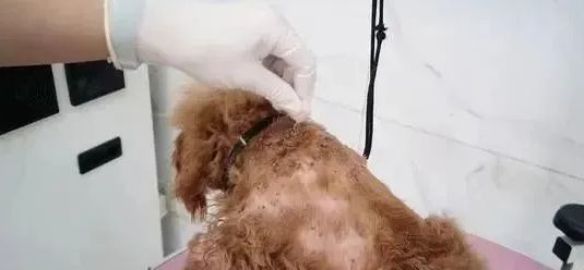 狗身上的蜱虫会不会爬到人身上