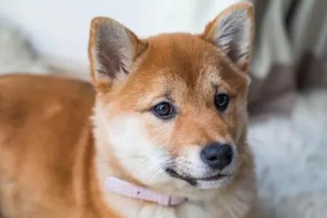 犬窝咳一个月了一直不好