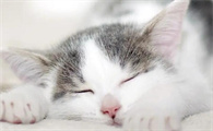 小猫怎么分公母