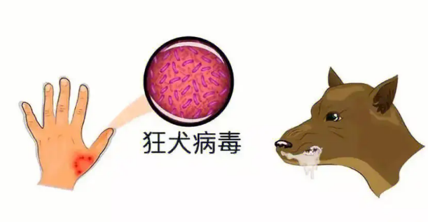 狂犬病毒达到多少量才能感染