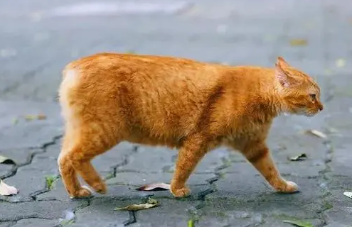 天生断尾猫代表什么意思