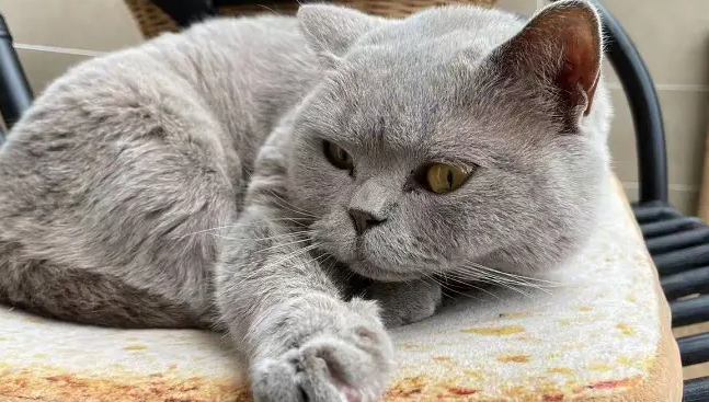 让猫变哑巴的药 让猫变哑巴的药