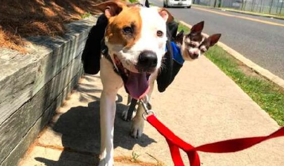 16岁年迈吉娃娃走不动了，比特犬随身跟随守护它，连散步都背身上
