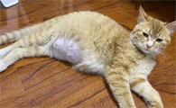 母猫临产前有红色糊状物