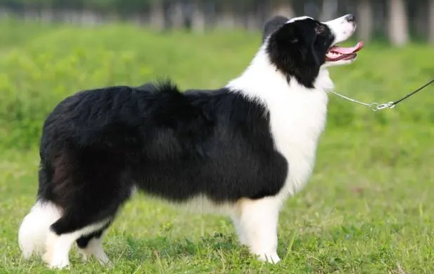 中小型护卫犬适合家养