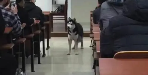 二哈闯入高中课堂,老师再三劝它出去无果 二哈闯入高中课堂,老师再三劝它出去无果