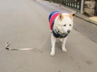 带柴柴出门散步牵绳不小心掉了,一回头心碎的眼神让主人笑翻 带柴柴出门散步牵绳不小心掉了,一回头心碎的眼神让主人笑翻
