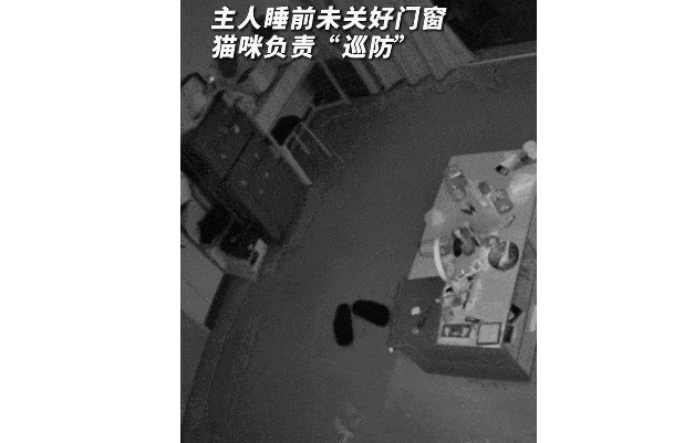 半夜猫咪看到有小偷入室偷东西,直接将主人抽醒:家进贼了,醒醒! 半夜猫咪看到有小偷入室偷东西,直接将主人抽醒:家进贼了,醒醒!