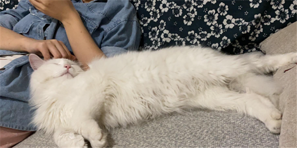 为什么养猫的人财运好 为什么养猫的人财运好