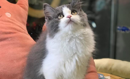 蓝白长毛猫性格是什么品种