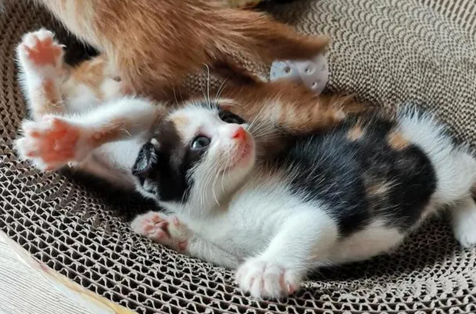 为什么感觉猫像小孩子一样