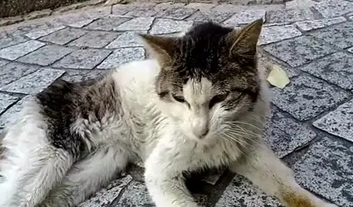 猫在野外丢了一般藏在哪里