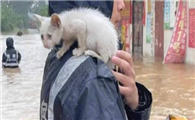 驰援河南,MollyBox魔力猫盒:每个生命都值得被温柔对待
