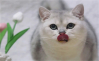 前世是猫现在为人