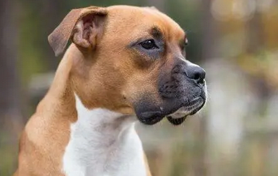 犬窝咳为什么晚上严重 犬窝咳为什么晚上严重