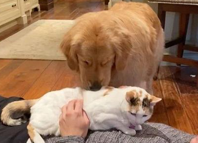 狗狗想要找小主人玩,结果被嫉妒的猫咪看到后,上去就是一巴掌 狗狗想要找小主人玩,结果被嫉妒的猫咪看到后,上去就是一巴掌