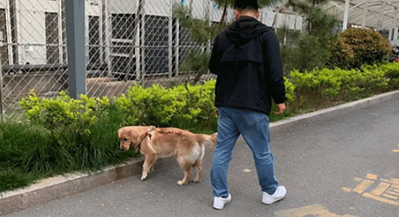 遛狗不牵绳是否违法