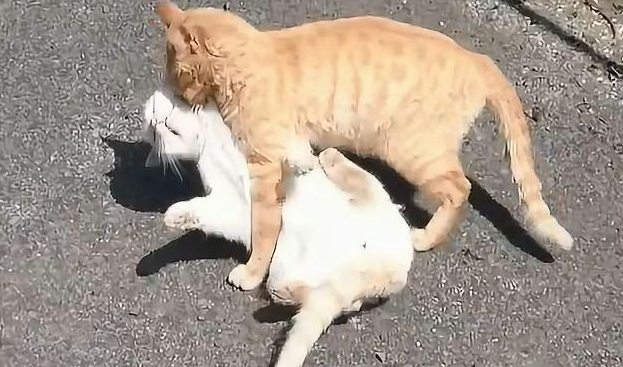 配猫母猫太凶不配合怎么办