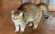 为什么摸猫后背拱起