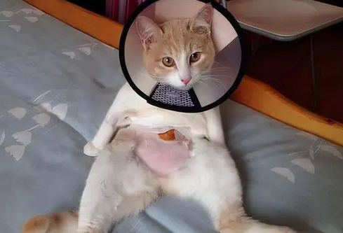 母猫需要做绝育手术吗 母猫需要做绝育手术吗