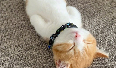 橙猫剃毛后的肥胖身影,火遍朋友圈和抖音,怎么为猫咪控制体重? 橙猫剃毛后的肥胖身影,火遍朋友圈和抖音,怎么为猫咪控制体重?
