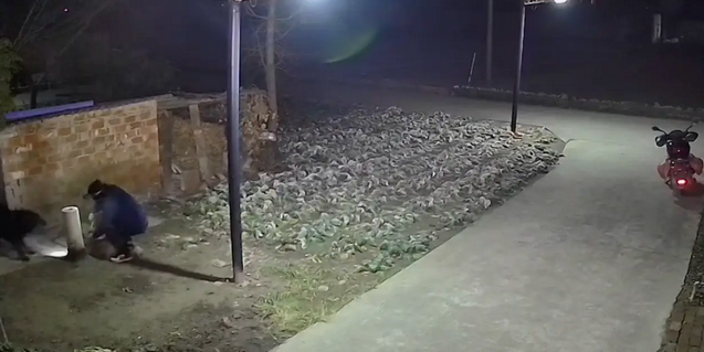 男子半夜来家门口偷狗,解开链子狗就跟他走了,难道是熟人作案? 男子半夜来家门口偷狗,解开链子狗就跟他走了,难道是熟人作案?