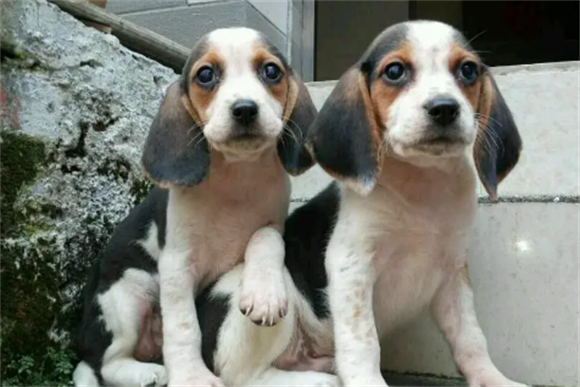 和比格犬外形相似的狗 和比格犬外形相似的狗