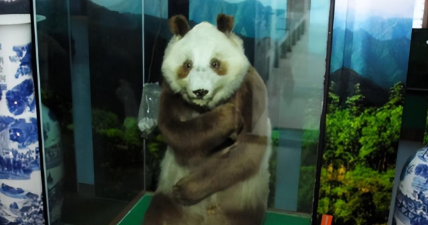 大熊猫过往悲惨史：被欧洲人剥皮做标本，被美国人偷走，差点灭绝