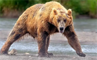 棕熊犬科的品种特点齿长度