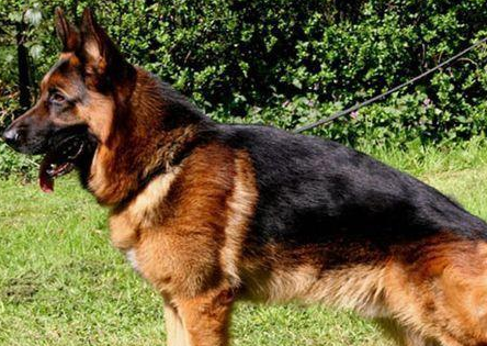长毛黑背犬图片大全