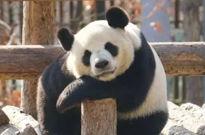 关于大熊猫的介绍，你了解多少呢？