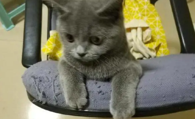 庆幸自己捡了一只免费蓝猫,后来却没有让我真的得了便宜! 庆幸自己捡了一只免费蓝猫,后来却没有让我真的得了便宜!