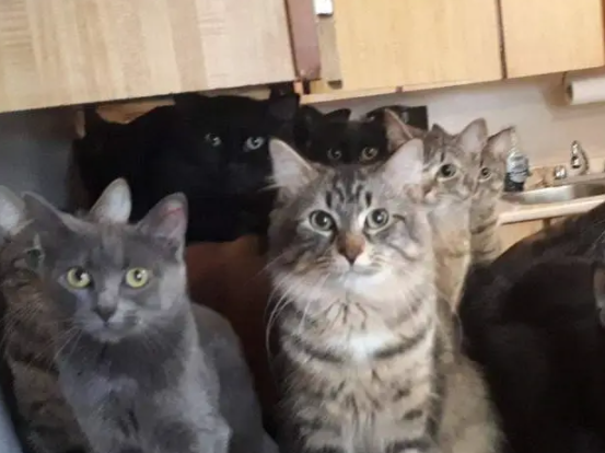 不绝育有多可怕,猫奴养了2只猫咪,几年后变成120只 不绝育有多可怕,猫奴养了2只猫咪,几年后变成120只