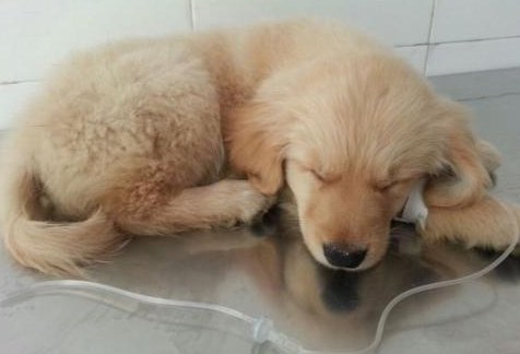 两个月狗狗冠状初期能治好吗