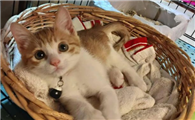 小猫到新家一直叫怎么办