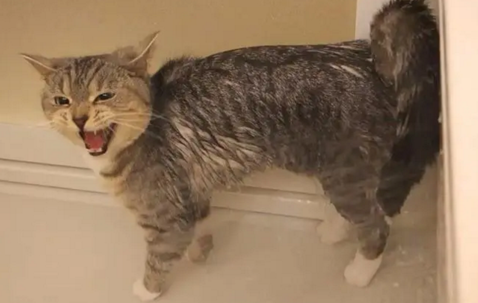 猫一直嚎叫我想把猫扔了