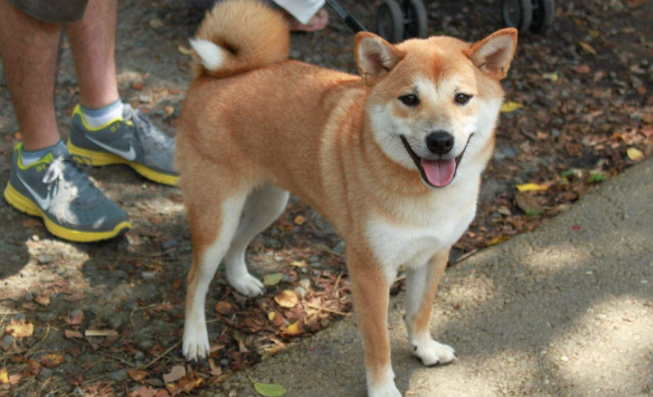 西巴犬装疼金炫植
