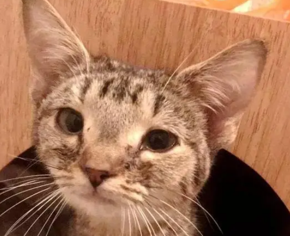 看着像2个月的猫其实已经2岁了,脑子“不好使”,被好心女子救助