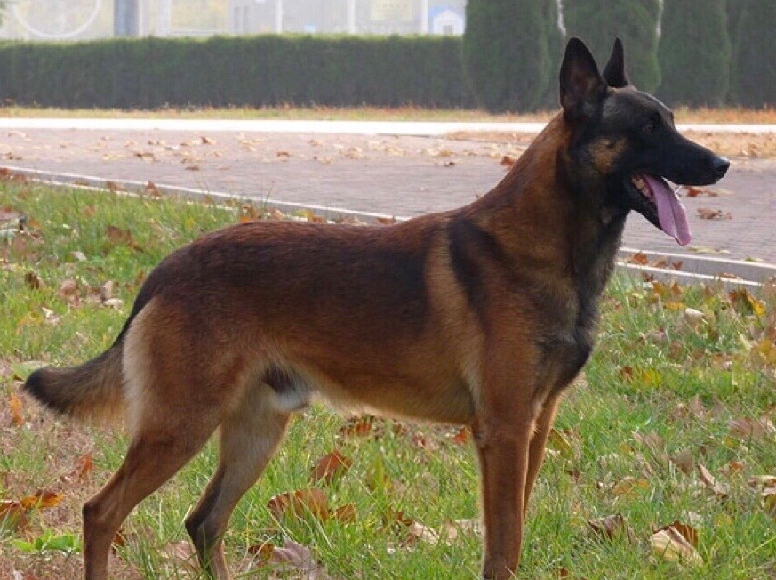 马里努阿犬是禁养犬吗