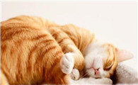 猫一天睡多久正常