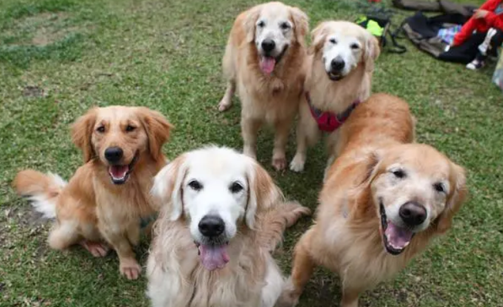 世界名犬排名前100图及名称