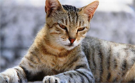 猫越养越凶脾气还越来越差