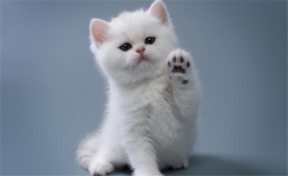 小猫的外形特点和生活特征 小猫的外形特点和生活特征