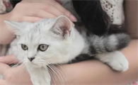为什么不娶养猫的女人