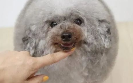 泰迪狗天生畸形被路人嘲笑,主人专门为它设计新造型 泰迪狗天生畸形被路人嘲笑,主人专门为它设计新造型
